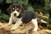 absolutely beautiful puppies that are fully vaccinated beagle