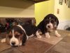 We have lovely beagle both boy and girls