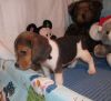 Pocket beagles for Xmas