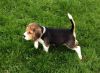 Beautiful Beagle Pups Ready Now One Girl Left