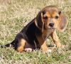 will train Beagle puppies for a good home now