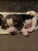 Kc Registered Beagle Puppies