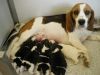 SUPERMAN PET HOUSE OFFERS A BEAGLE PUPPIES