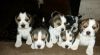 Show Type Kc Reg Beagle Puppies for sale