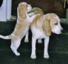 adorable Teacup Beagle Puppies
