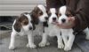 AKC Champion Beagle Pupppies