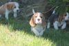 Beagle puppies for sell male and female with papers .