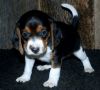 Joyful Beagle puppies ready for sale