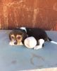 Lovely Beagle Boy and Girl 12 Weeks Vet Chkd 1st Vac