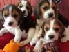 Beautiful Beagle Puppies