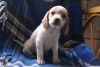 sally beagle female for sale