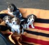 Beautiful beagle pups(804) xxx-xxxx)