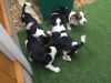 Stunning beagle puppies boys