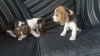 Amazing Beautiful Beagle Pups