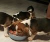 Beagles. We have 2 Dogs and 2 Bithes, this is our second litter and c