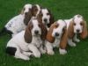 Beagle puppies ready to go $400