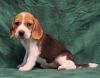 great personality beagle puppies