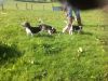 Beagle Puppies For Sale Mid Wales