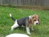 England beagle