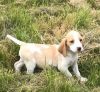 dorable Kennel.club Reg Beagle Puppies