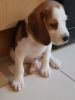 Beagle Puppy Girl For Sale