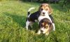 A Stunning litter of Beautiful Beagles for adoption