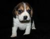 Cute Beagle puppies