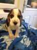 Beautiful Beagle Boy