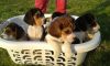 Beagle puppies for sle