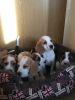 Top Quality Show Beagles Quality Is Guarenteed