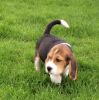 Ready Now Adorable Kennel.club Reg Beagle Puppies