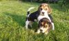 Beagle Puppies (xxx) xxx-xxx4