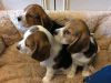 Stunning Tri Colour Beagles