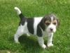 Beagle Puppy's Ready Now Kc Registred