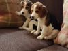 Beagle puppies ready for new homes.
