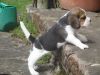 Beautiful Beaglier Puppies ( Beagle X Cavalier)