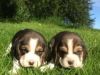 Beagle puppies ready for new homes