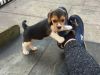 Kc Beagle Girl Pup