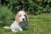 Beautiful Tan And White Female Kc Beagle Puppy.