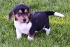 akc beagle pups