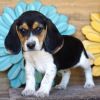 Males and Females Beagle Puppies for Sale