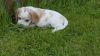 Beagle Pups Kc Registered