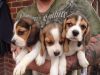 cute Beagle Puppies Ready Now