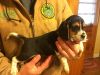 AKC champion Beagle Puppies Available Now