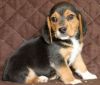 Akc registered beagle pups text us on (xxx)-xxx-xxxx