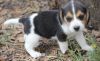 tricolor beagle pups needing good home
