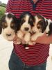 Kc Registered Beagle Puppies For Sale.