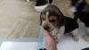Beagle Pups Kc Registered #1boy1girl