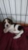 Stunning Tri Boy Beagle For Sale