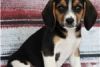 Beautiful Baby beagle puppies For Re-homing Text...(xxx) xxx-xxx5